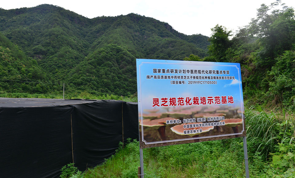 灵芝基地 灵芝基地